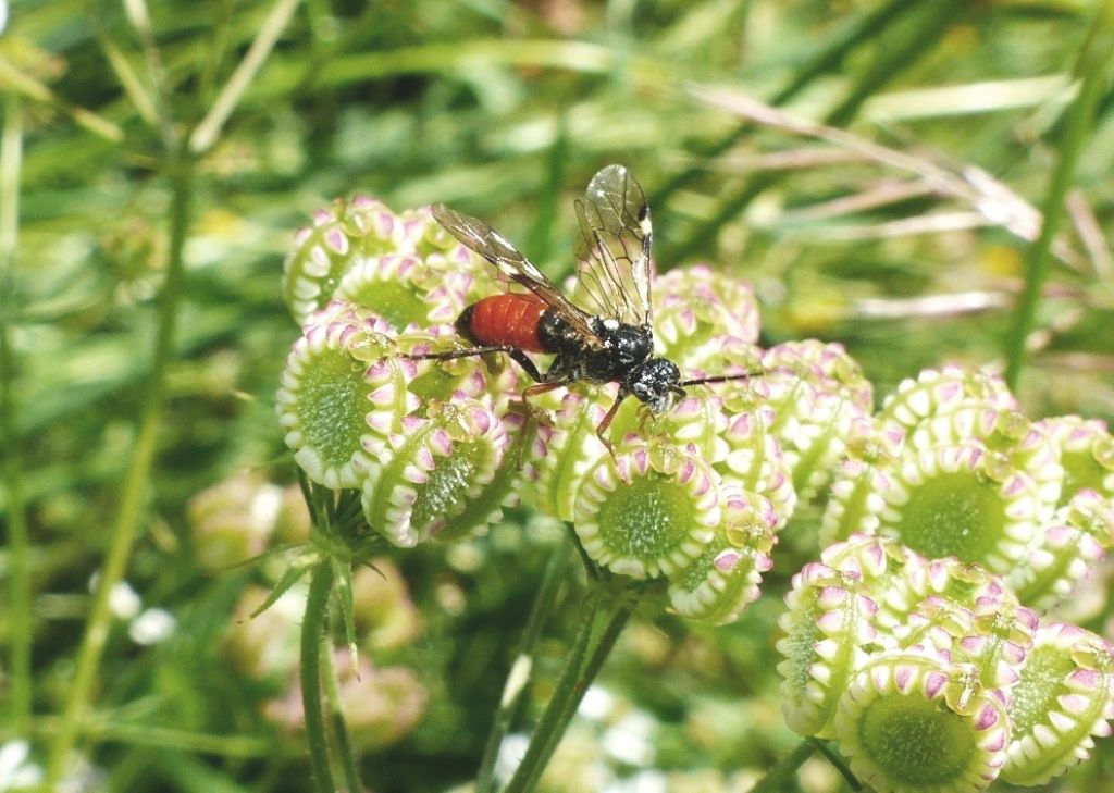 Tenthredopsis?